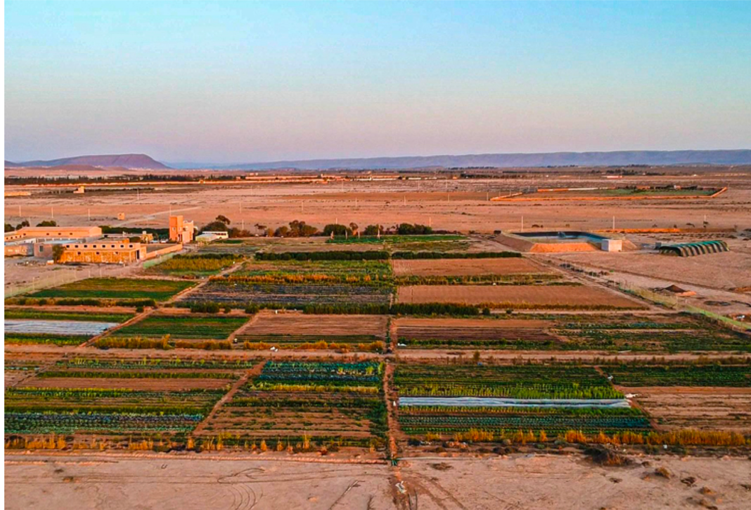 Sand to Green lève 1 million de dollars pour déployer son modèle de plantations en milieu aride au Maroc